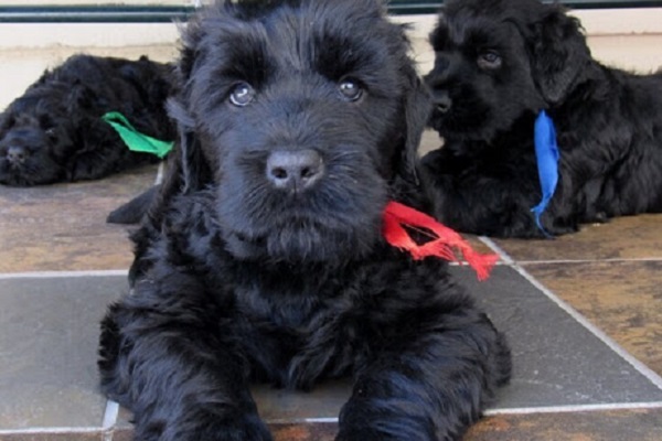 cane terrier nero russo con collare rosso