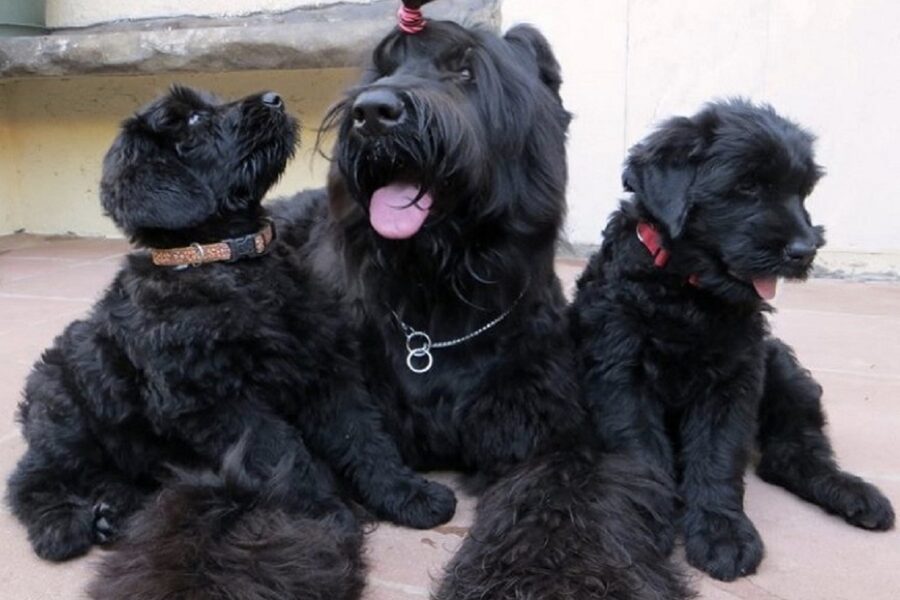 mamma cane e cuccioli