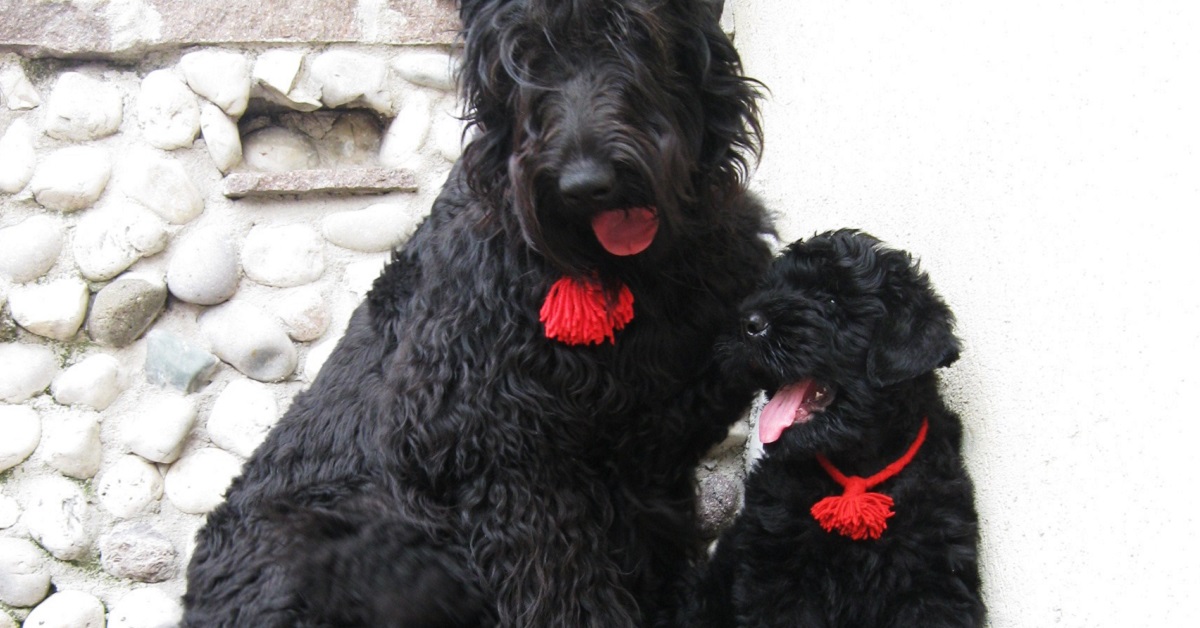 cucciolo di cane terrier nero russo con mamma