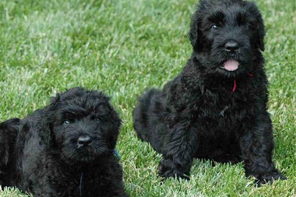 cuccioli di terrier nero russo su prato