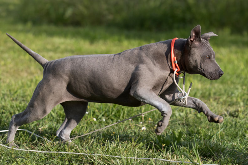 Cucciolo di Thai Ridgeback