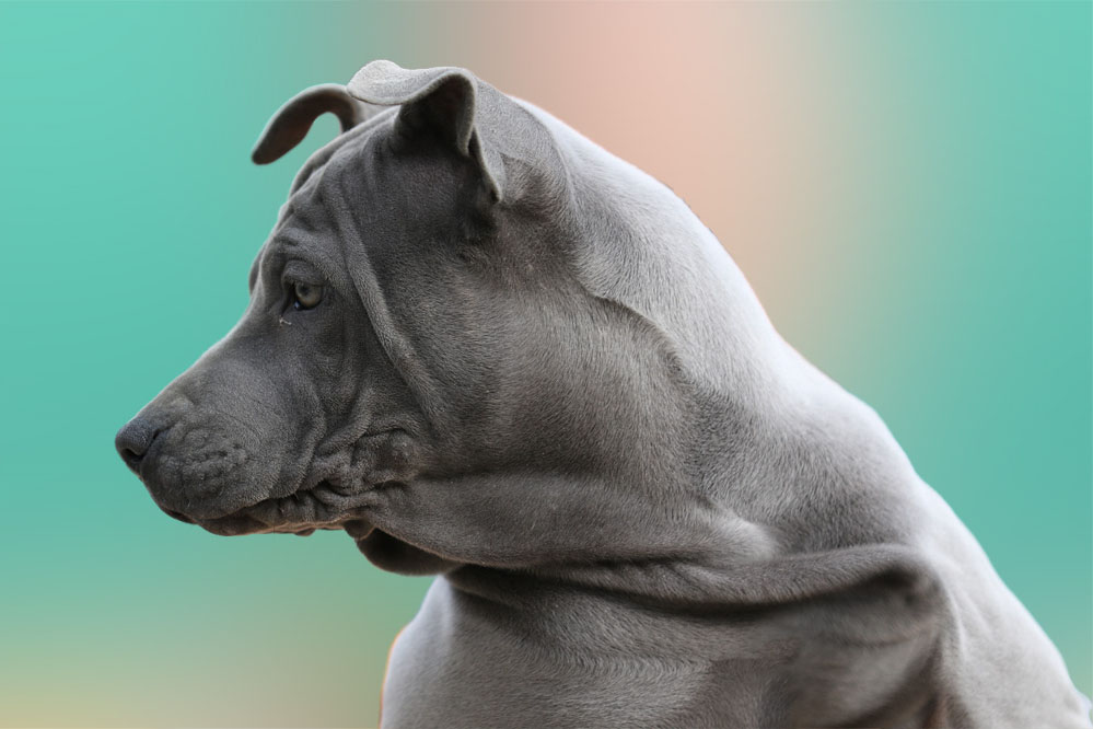 Cucciolo di Thai Ridgeback