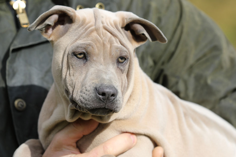 Cucciolo di Thai Ridgeback