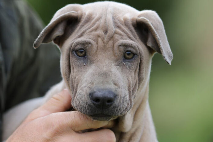 cuccioli-di-thai-ridgeback-5