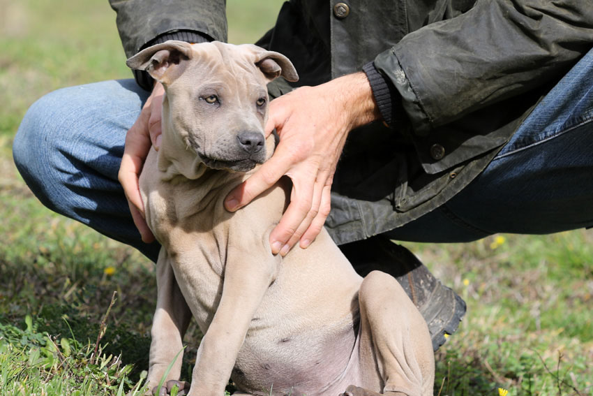 Cucciolo di Thai Ridgeback