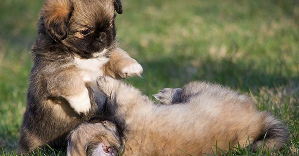 Cuccioli di Tibetan Spaniel: caratteristiche, come educarli e come crescerli