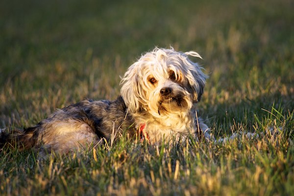 tibetan terrier si rilassa nell'erba