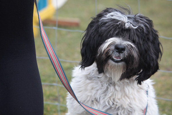 tibetan terrier con sguardo dolce