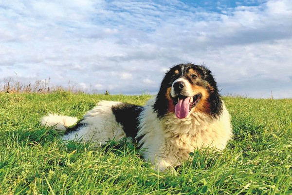 cane coricato