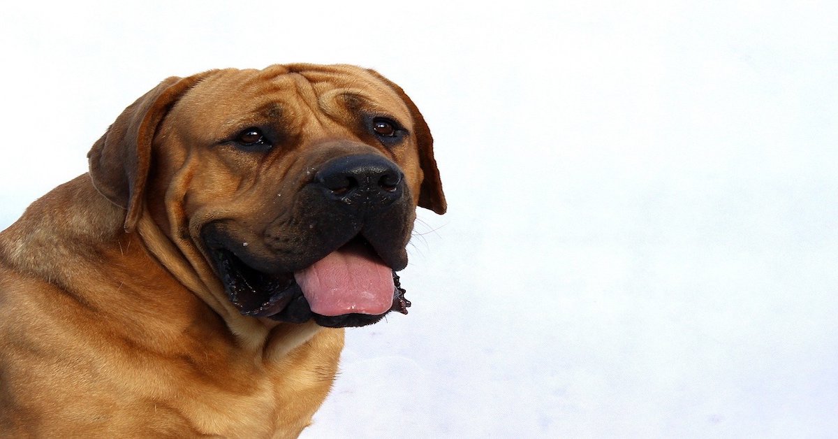 Cuccioli di Tosa, caratteristiche, come educarli e come crescerli