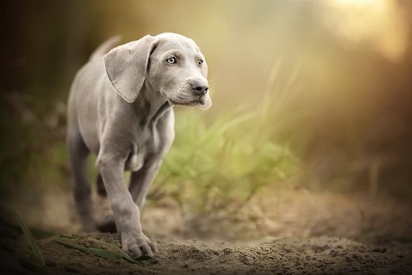 cucciolo di cane segugio in campagna