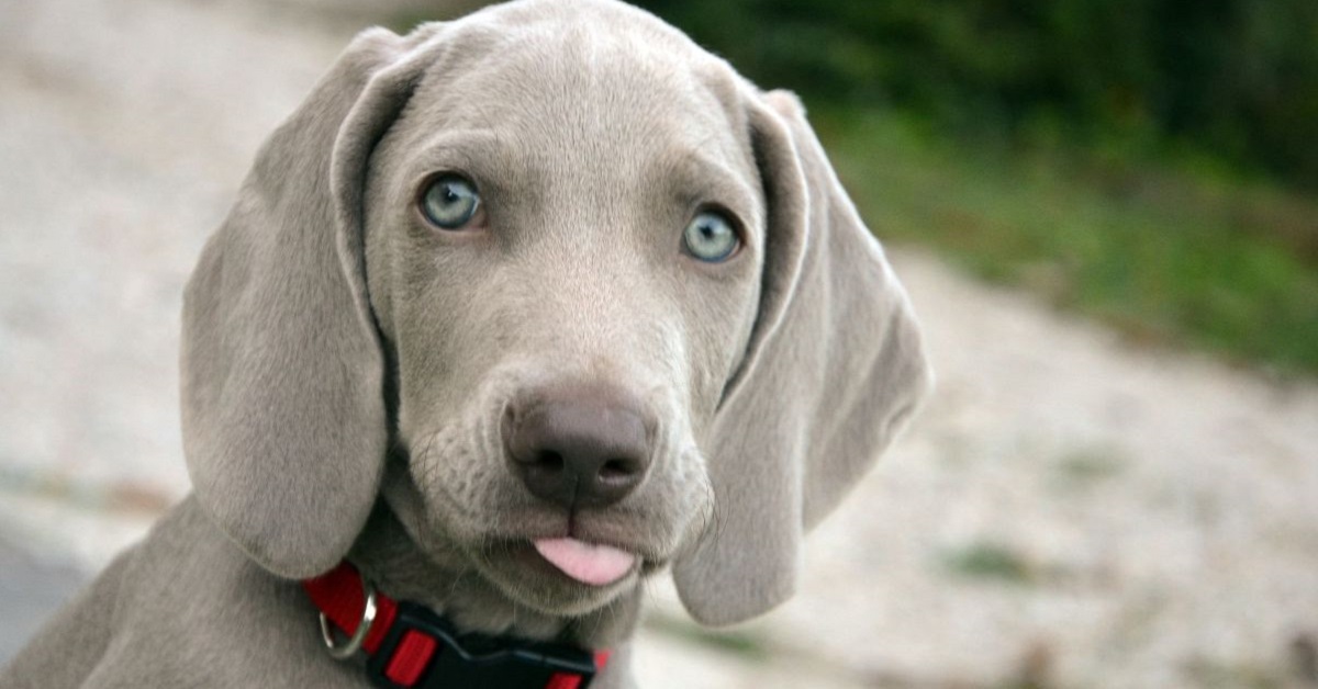 Cuccioli di Weimaraner: caratteristiche e cosa sapere su di loro