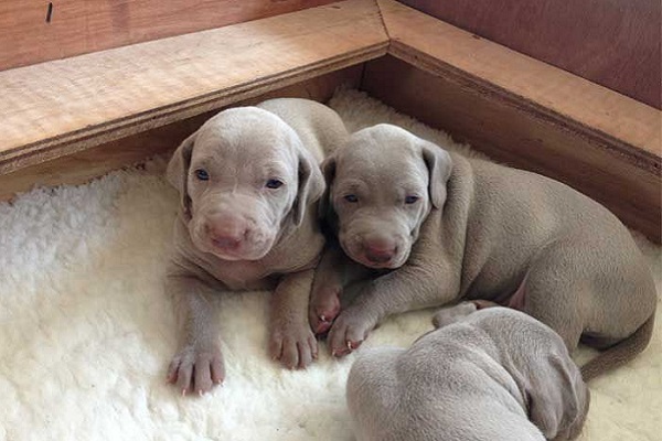 cuccioli di cane grigi