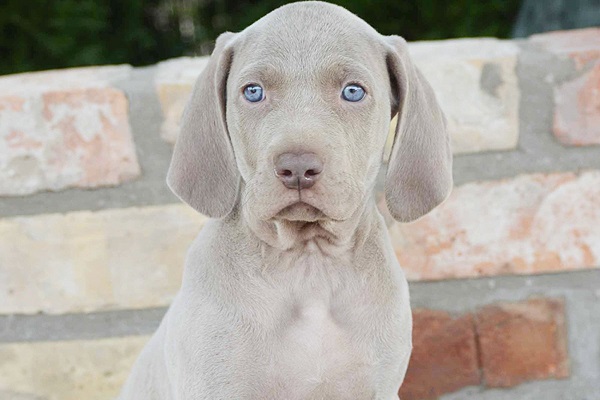 cane con occhi azzurri