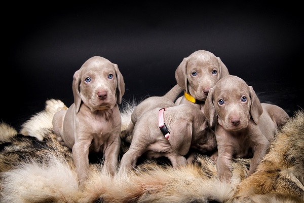 cani weimaraner