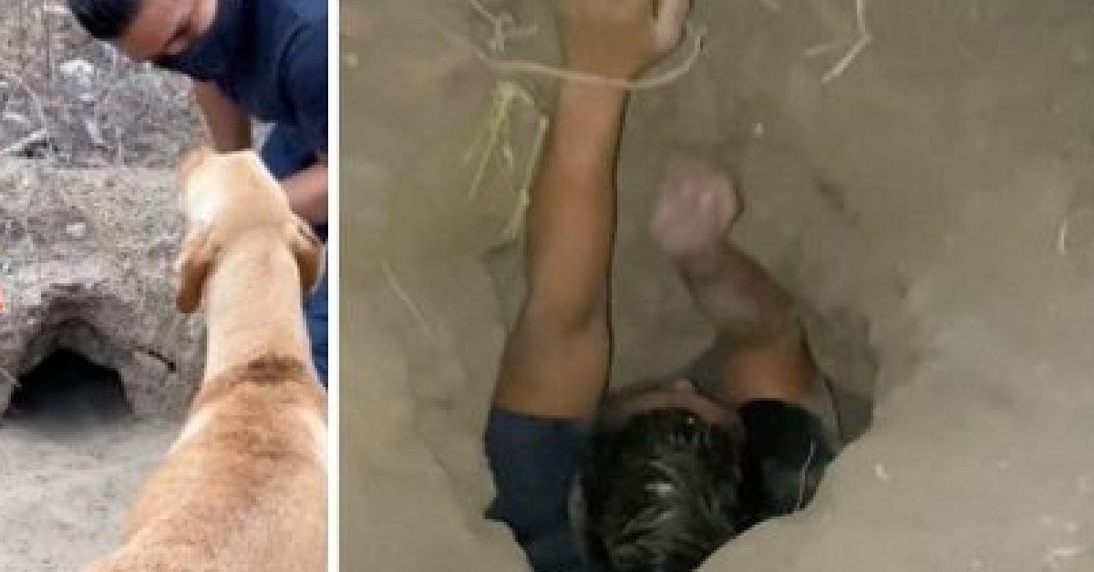 Cuccioli intrappolati in una profonda buca vengono salvati (VIDEO)