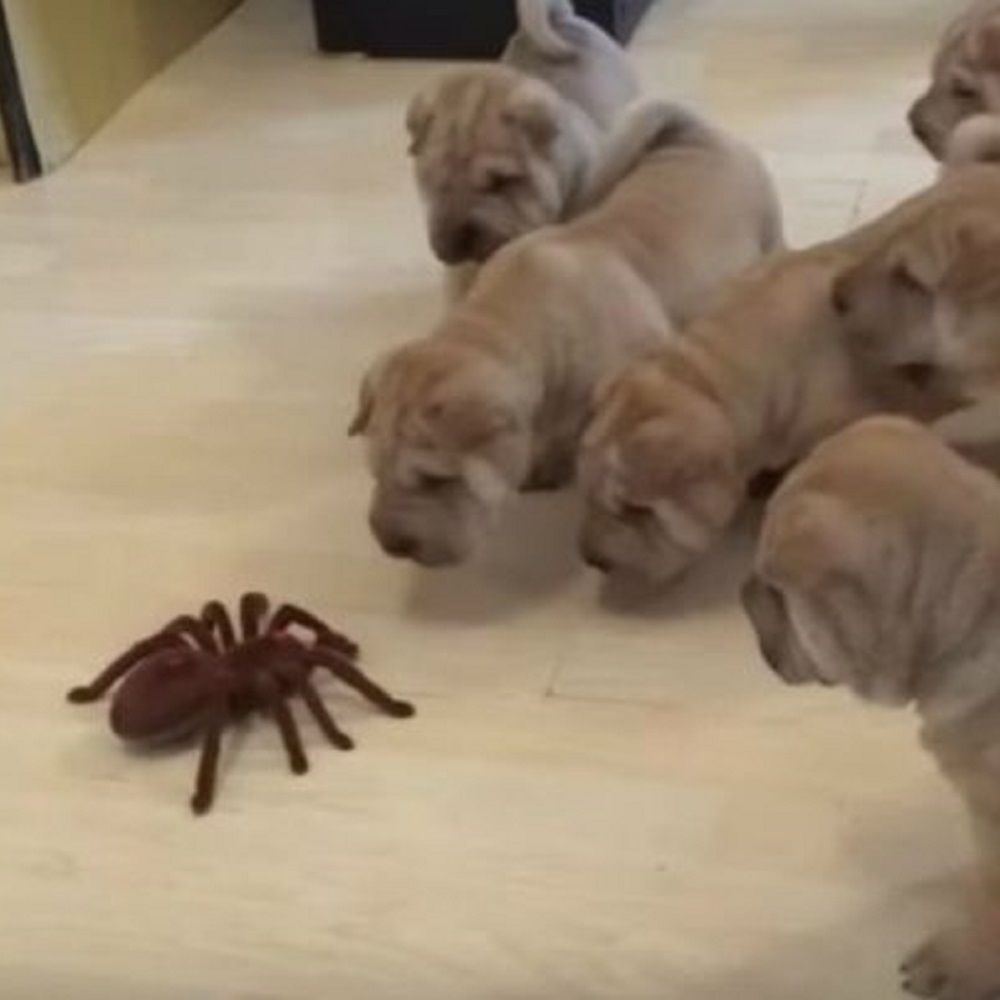 shar pei cani giocano ragno