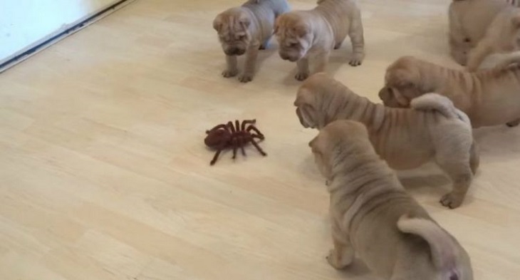 shar pei cuccioli unione