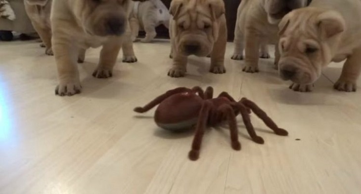 shar pei curiosi ragno