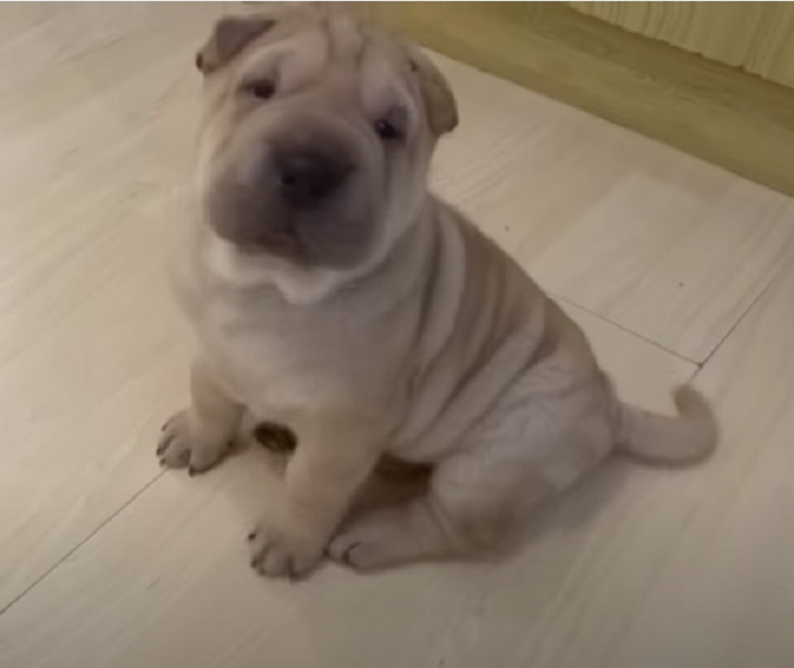 shar pei cuccioli faccia finale