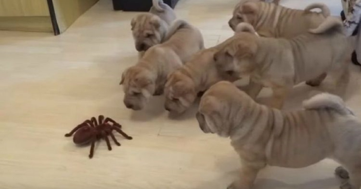 Cuccioli Shar Pei affrontano un ragno giocattolo (VIDEO)