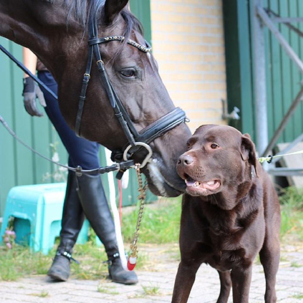 tina cane video virale con cavallo