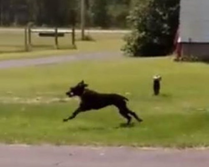 tina cucciolo corre dentro casa