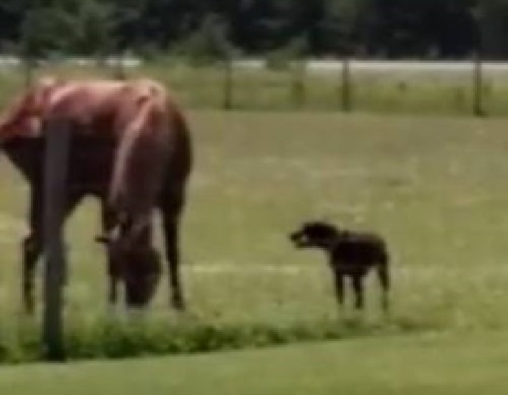 tina cucciolo corre verso campo