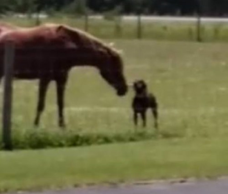 tina cucciolo fa regalo amico equino