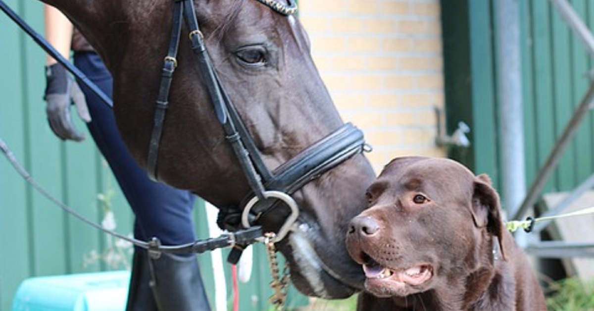 Cucciolo decide di fare un regalo speciale all’amico cavallo (VIDEO)