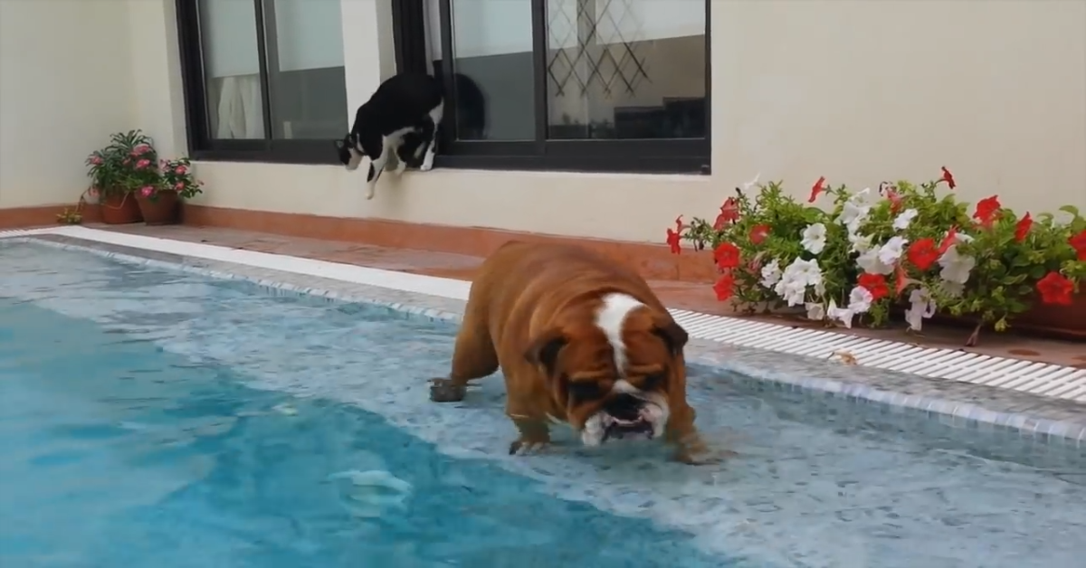 Cucciolo di Bulldog inglese vuole nuotare ma non ci riesce(VIDEO)