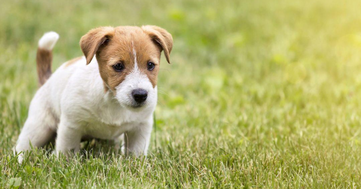 Cucciolo di cane mangia la cacca: come mai e come evitarlo