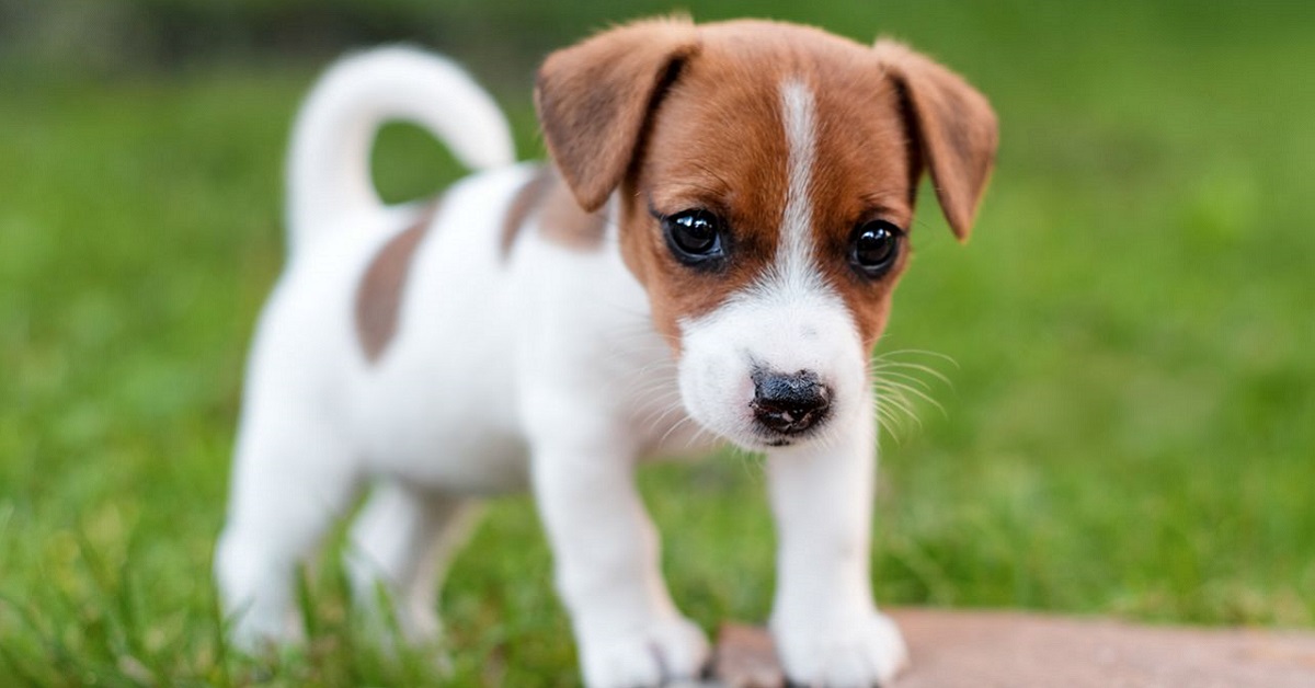 Cucciolo di cane che piange sempre: cosa significa e cosa fare