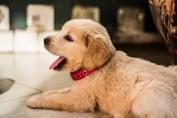 cucciolo di cane che sbadiglia