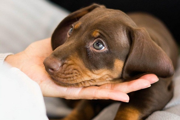 coccole a cane bassotto