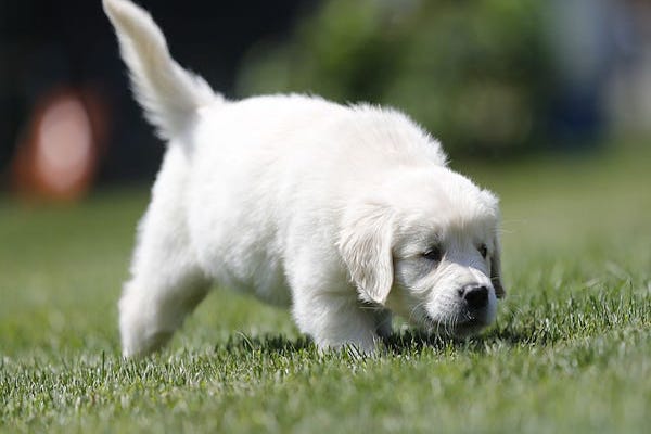 cucciolo di cane cieco