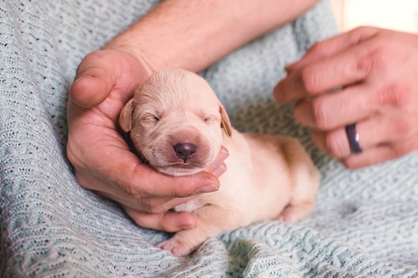 cucciolo di cane cieco