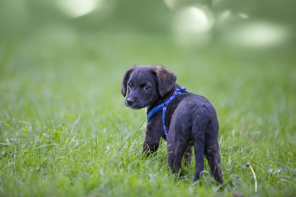 coda bassa cucciolo cane cosa implica