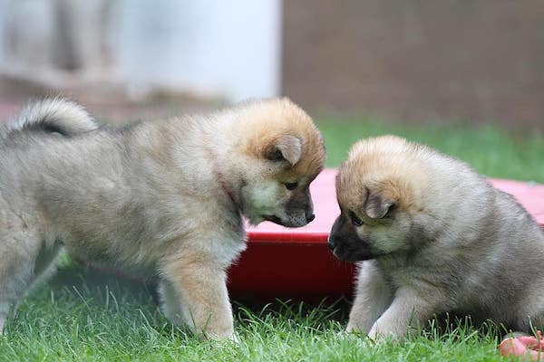 cagnolini si divertono