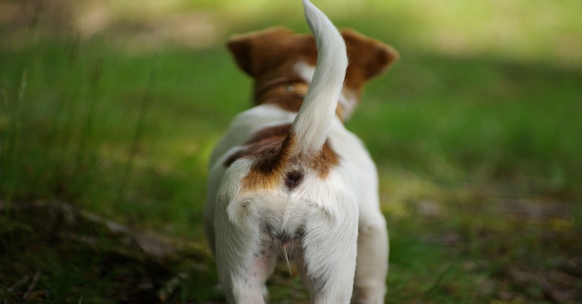 Cucciolo di cane con coda sempre bassa: che cosa può significare?