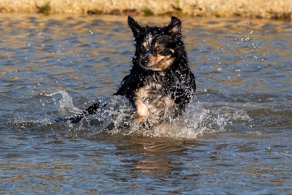 cucciolo di cane si tuffa in acqua