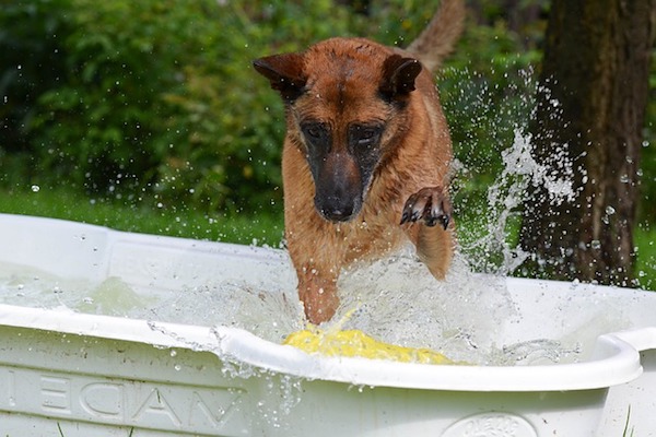 cane si diverte con l'acqua