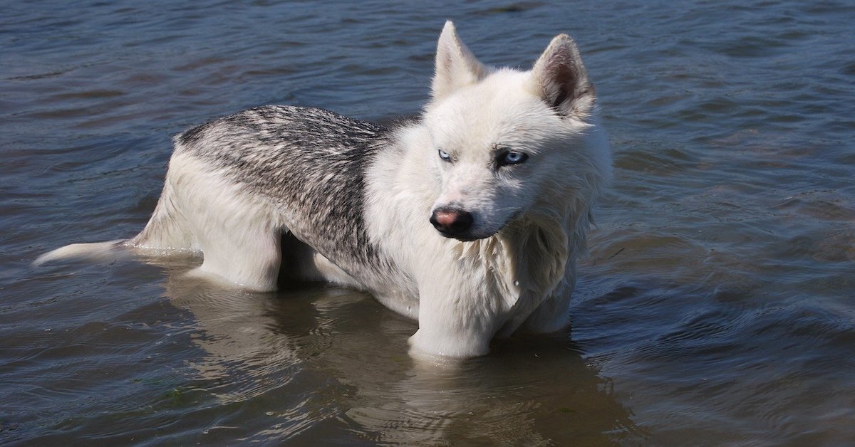 Cucciolo di cane, come lavarlo senza fargli del male