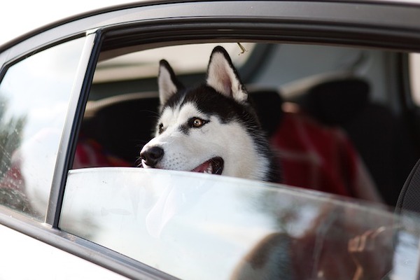 cane osserva il mondo dalla macchina