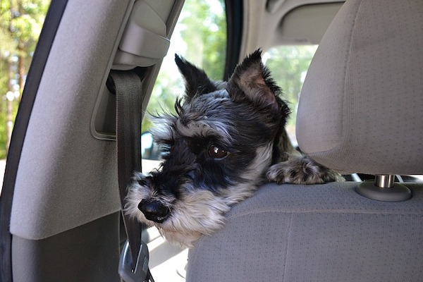 cucciolo di cane felice di uscire