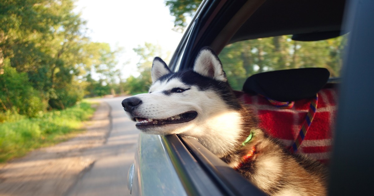 Cucciolo di cane in viaggio: come farlo spostare e ambientare in tutta sicurezza