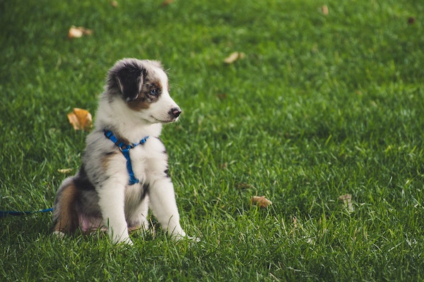 cucciolo di cane maschio o femmina