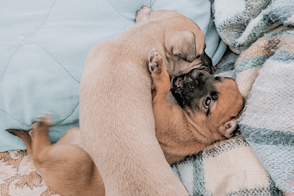 cucciolo di cane maschio o femmina