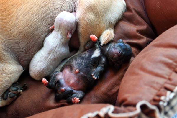 cucciolo di cane maschio o femmina