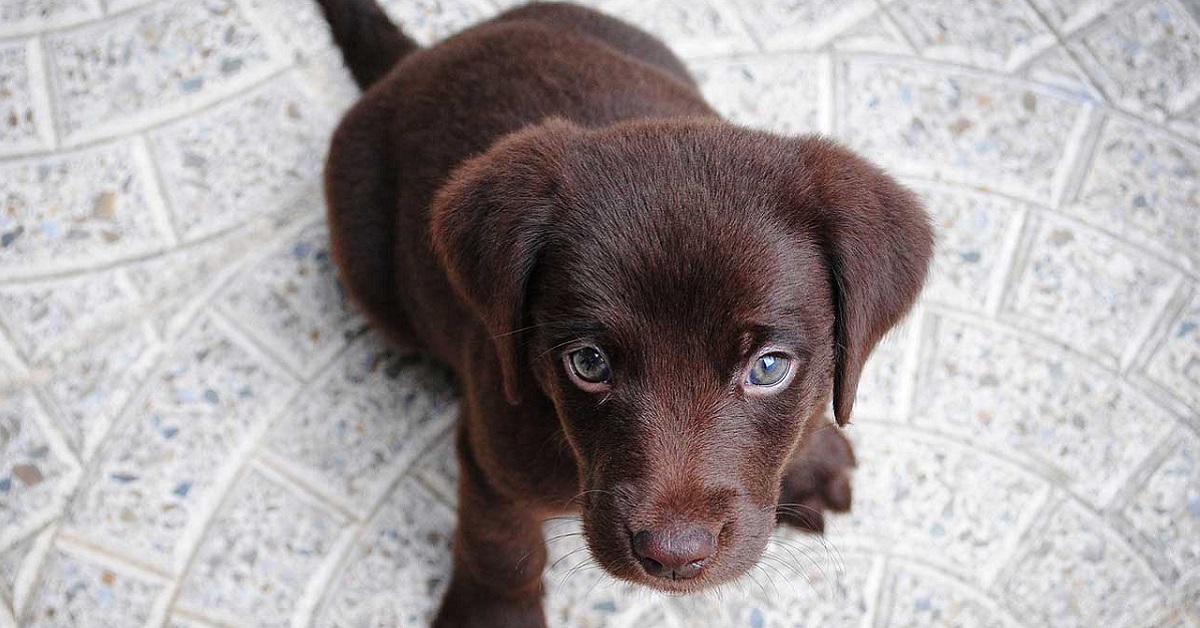 Cucciolo di cane non vuole mangiare: perché e cosa bisogna fare